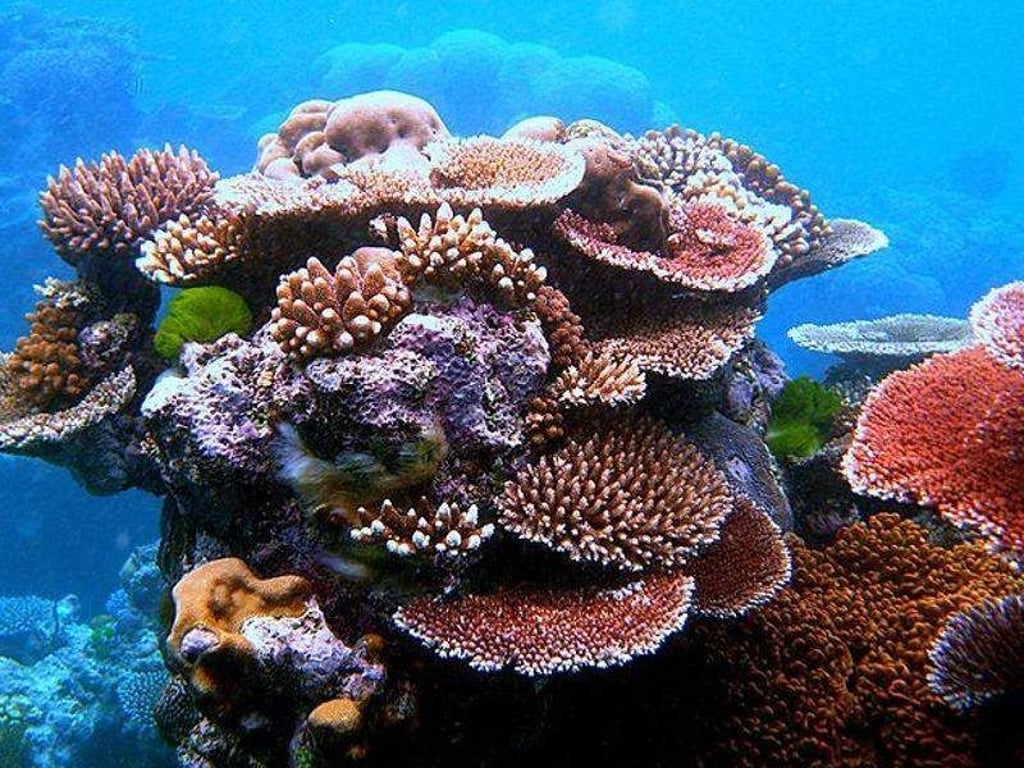 Die globale Erwärmung macht den Korallenriffen schwer zu schaffen. Foto: Internationale Naturschutzunion (IUCN)/Symbolbild