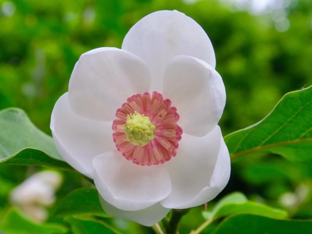 Magnolie im Jardin de la Ferme Ornée - 135 Sorten der Pflanze gibt es in dem Garten zu sehen. Foto: Daniela David