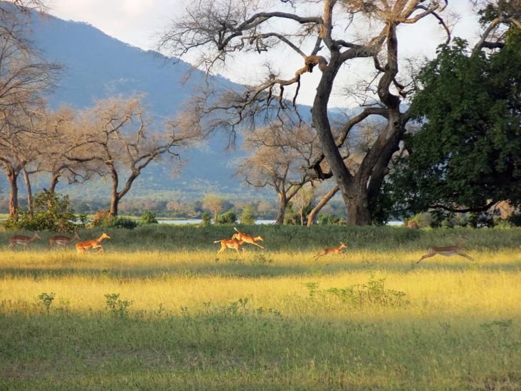 Ja, wo laufen sie denn: Impalas sind flink - und daher gar nicht so leicht mit der Kamera einzufangen. Foto: Markus Steiner