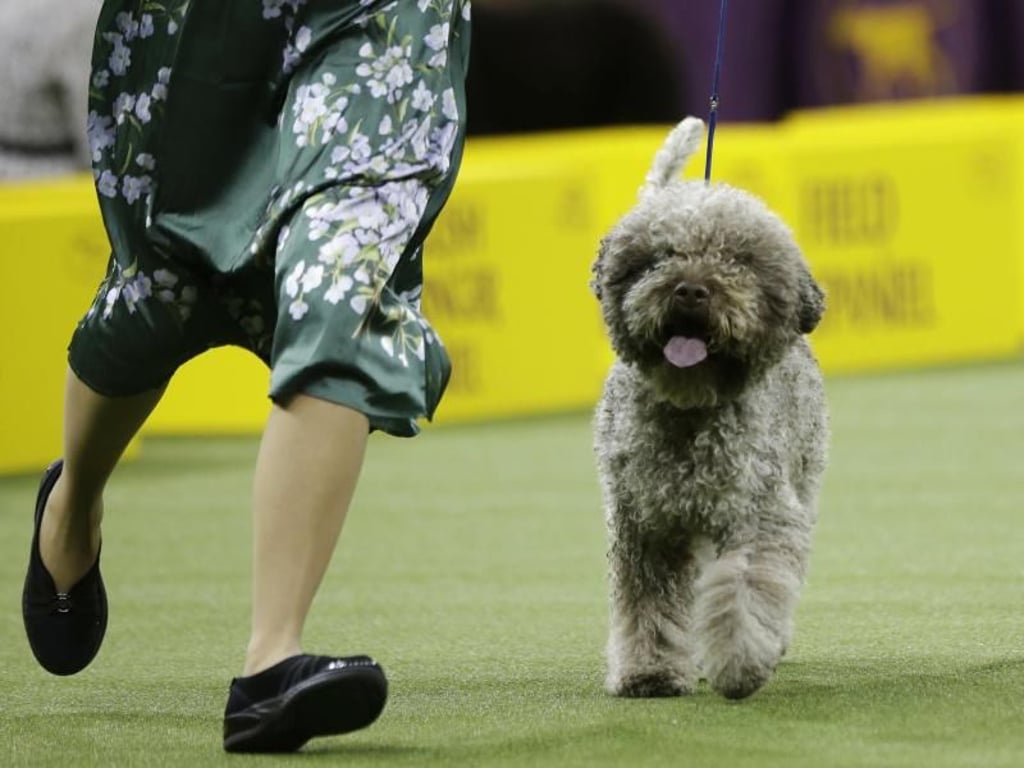 Ein Lagotto Romagnolo bei der HUndeshow in Nerw York. Foto: Frank Franklin Ii