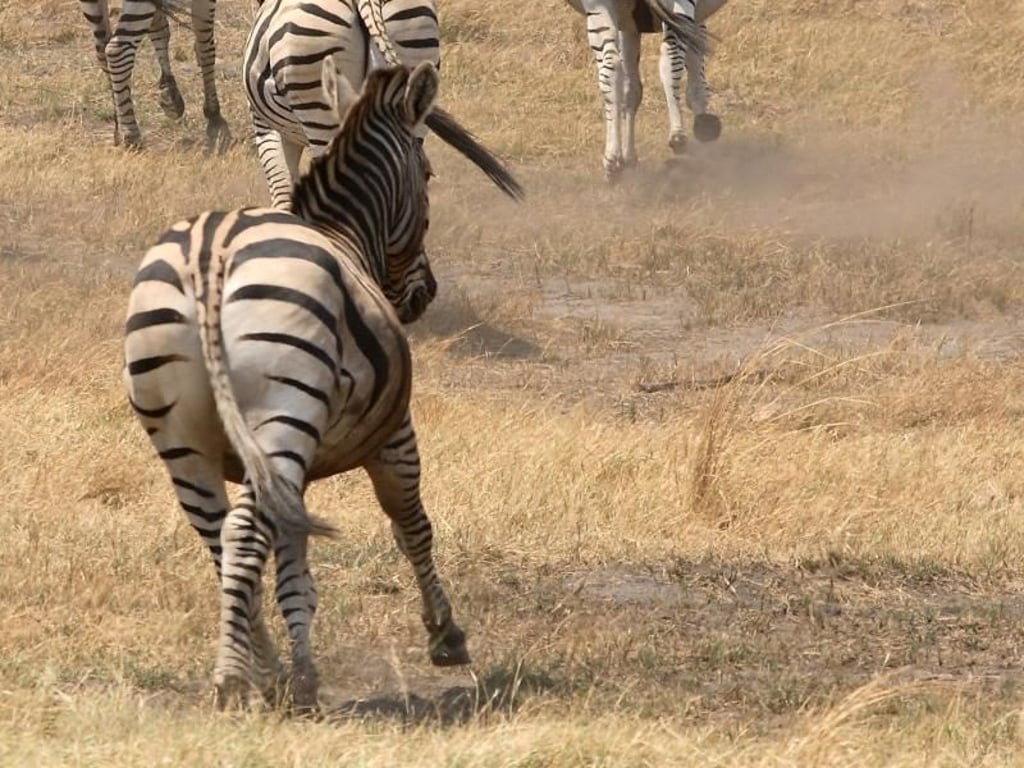 Expeditionen ins Tierreich: Im Nationalpark Mana Pools in Simbabwe können Besucher auch Zebras in freier Wildbahn erleben. Foto: Zimbabwe Tourist Office