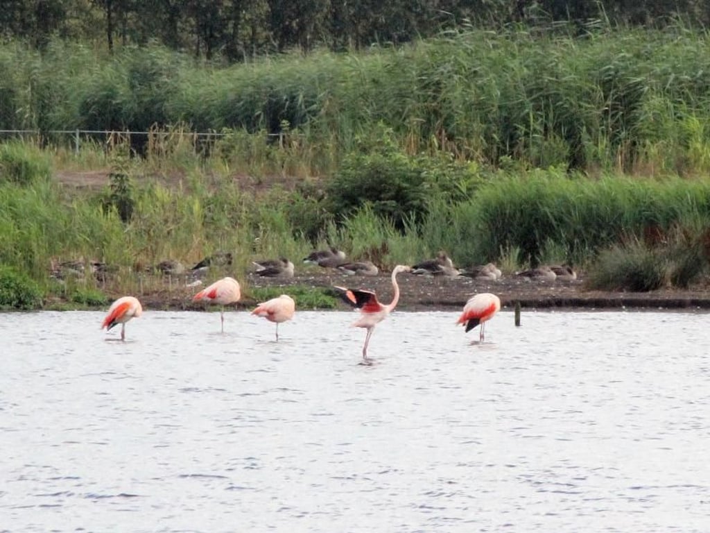 Zwischen Mitte März und Juni haben Urlauber im Zwillbrocker Venn die Chance, Flamingos zu sehen. Foto: Bernd F. Meier/dpa-tmn