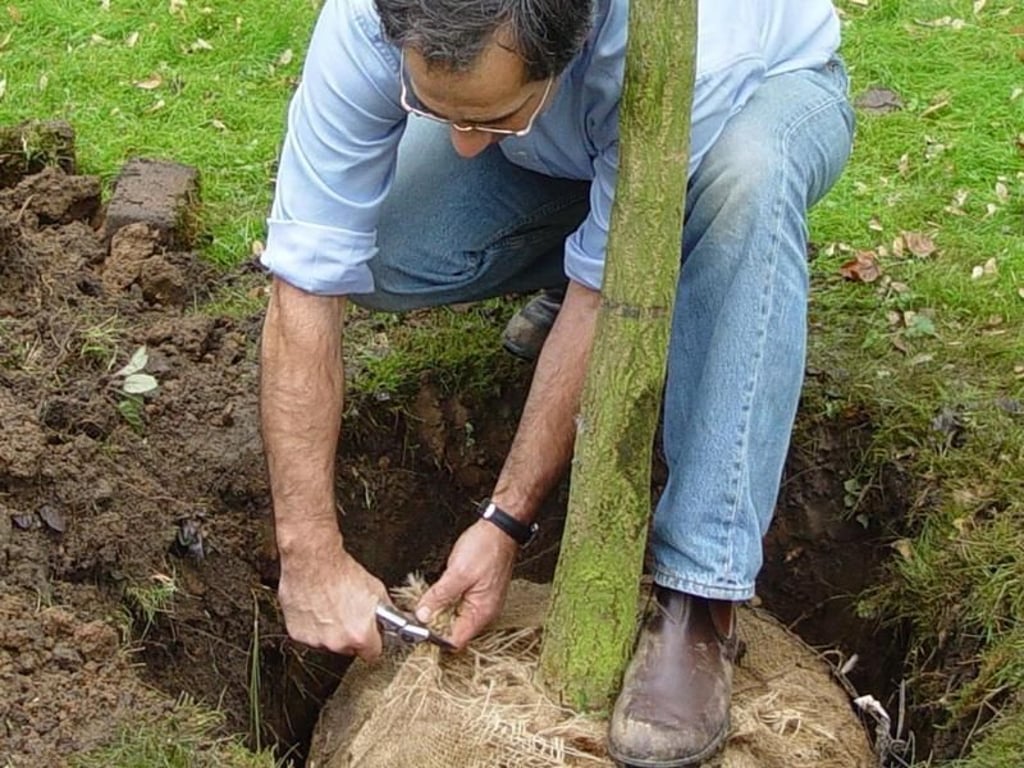 Je größer das Loch im Boden ist, desto besser kann der Baum sich verwurzeln. Foto: BdB