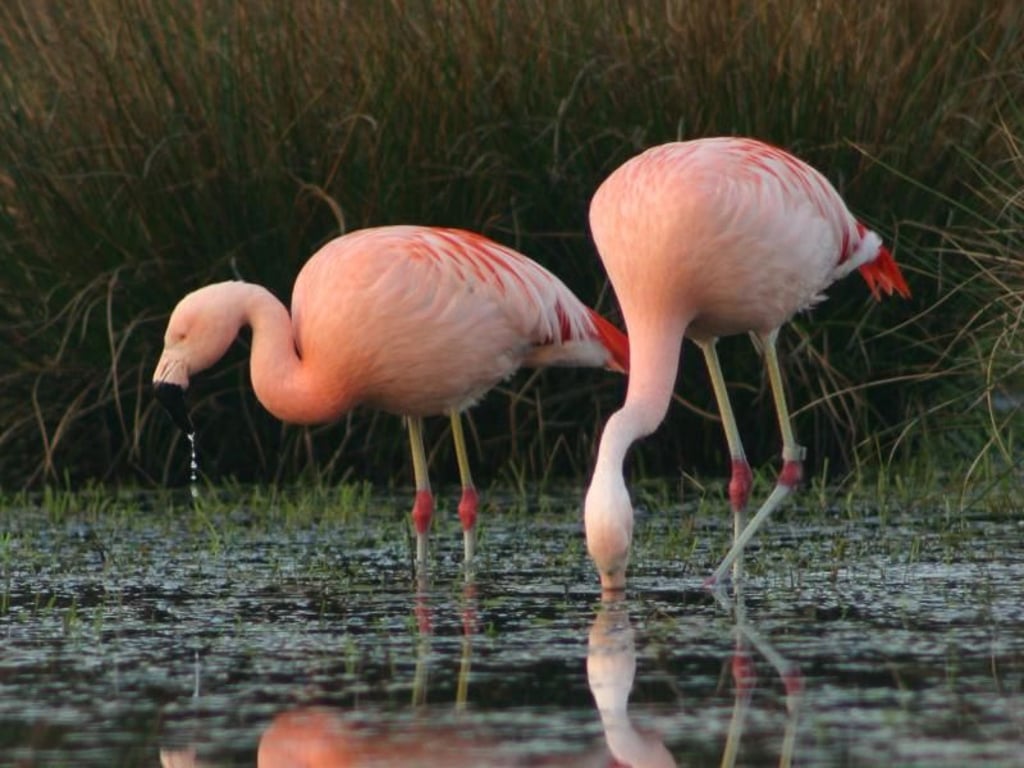 Wie die Flamingos ins Zwillbrocker Venn kamen, weiß bislang niemand so recht. Manche vermuten: Sie sind aus einem Tierpark ausgebüchst - mittlerweile gelten sie allerdings schon als heimisch. Foto: Hubert Stroetmann/BSZ/dpa-tmn