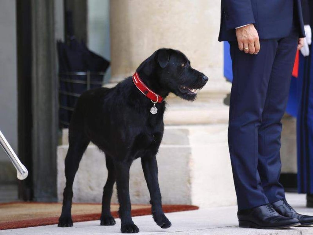 «Nemo» und sein neues Herrchen auf den Stufen des Élysée-Palastes. Foto: Francois Mori