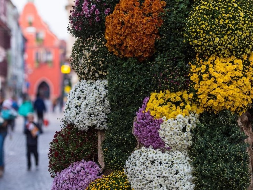Bei der 18. Ausgabe der jährlichen Blumenschau «Chrysanthema» lassen sich Chrysanthemen in allen Farben bewundern. Foto: Patrick Seeger