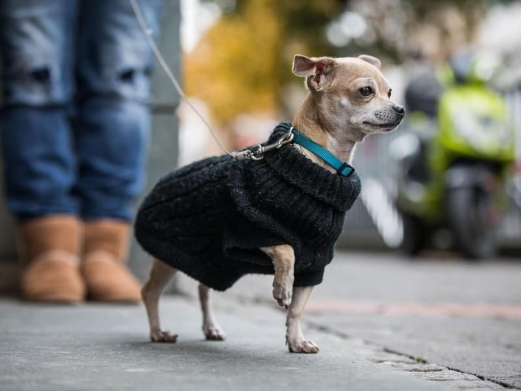 Die Funktionalität zählt: Manchen Chihuahuas mit kurzem Fell tut ein Wintermäntelchen gut - Glitzer-Steine brauchen die Hunde aber nicht. Foto: Frank Rumpenhorst