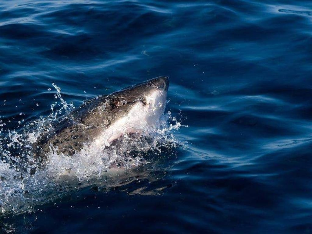 Vor der Karibikinsel Aruba ist ein Schiffbrüchiger von einem Hai getötet worden. Foto: Franck Robichon / Symbolbild