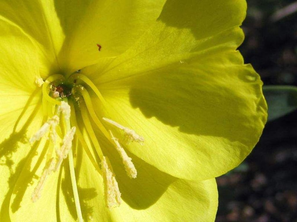 Oenothera drummondii, eine Nachtkerzenart, reagiert auf Schwirrgeräusche von Bienen. Foto: Yuval Sapir/Tel Aviv University