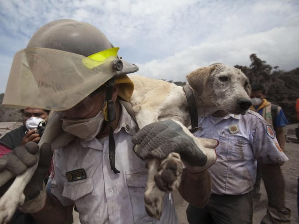 Ein Rettungshelfer bringt einen Hund aus der Gefahrenzone. Foto: Moises Castillo/AP