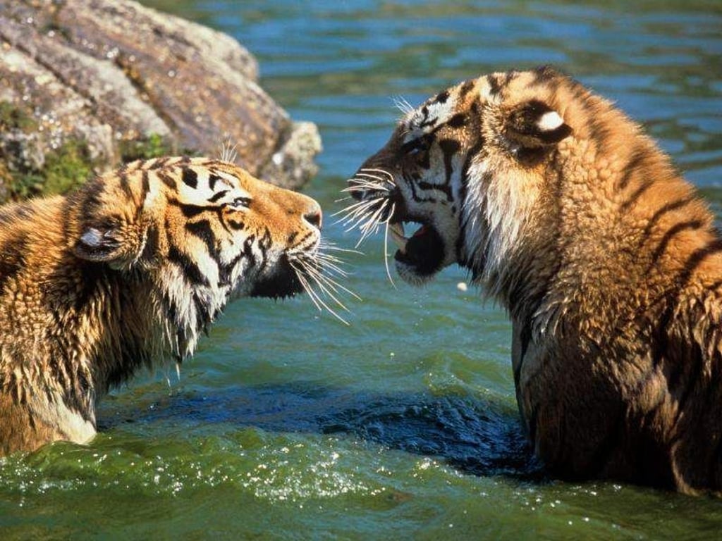 70 Jahre nach seiner Ausrottung in
Zentralasien soll der Tiger dort wieder heimisch werden. Foto: David Lawson/WWF-UK