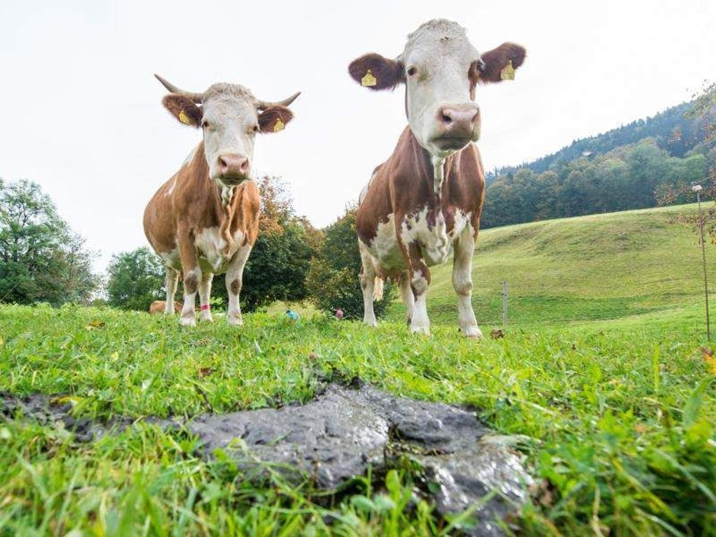Zwei Kühe in Gmund am Tegernsee: Rinder gelten unter Umwelt- und Klimaschützern schon länger als Klima-Killer. Foto: Marc Müller/Illustration