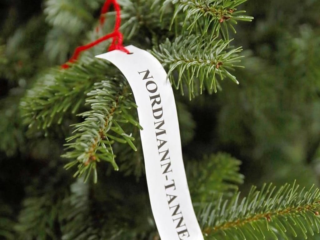 Sie ist die schönste im Land: Des Deutschen liebster Weihnachtsbaum ist eine Nordmanntanne. Foto: Mascha Brichta