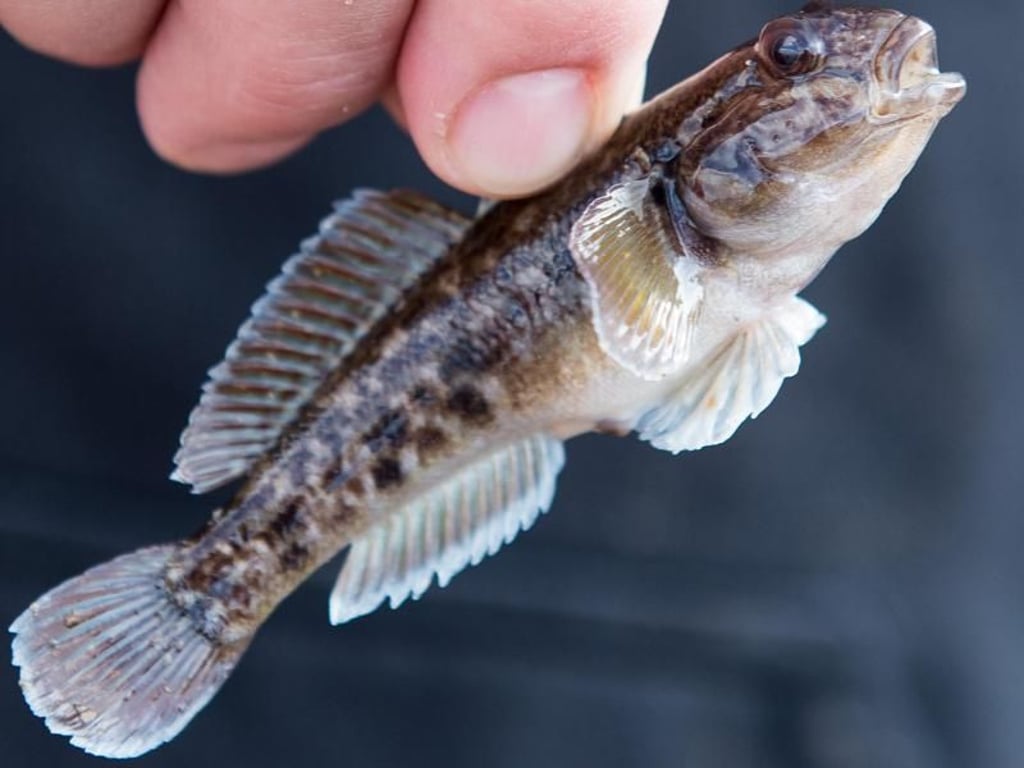 Fachleute, Naturschützer und Angler in Nordrhein-Westfalen sehen wegen Grundeln die Artenvielfalt im Rhein bedroht. Foto: Marius Becker