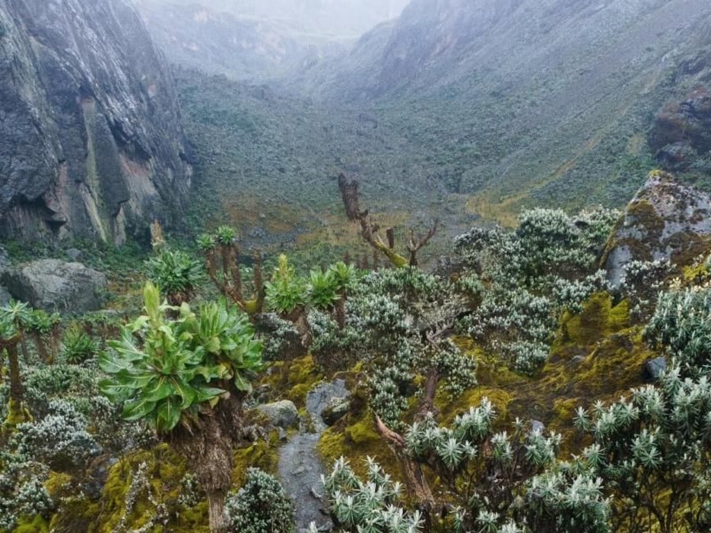 Das Trekking im Ruwenzori-Gebirge führt über schlammige Pfade - die meiste Zeit trägt man Gummistiefel. Foto: Philipp Laage