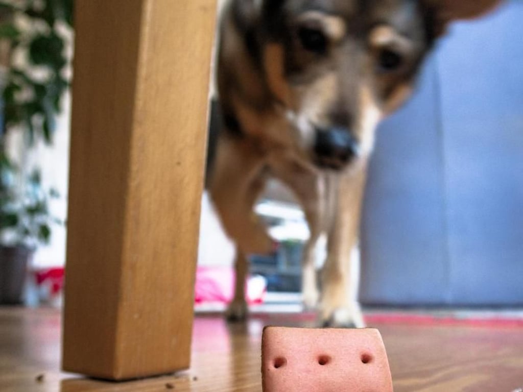 Nach versteckten Leckerlis zu suchen, hält Hunde in der Wohnung auf Trab. Foto: Markus Scholz