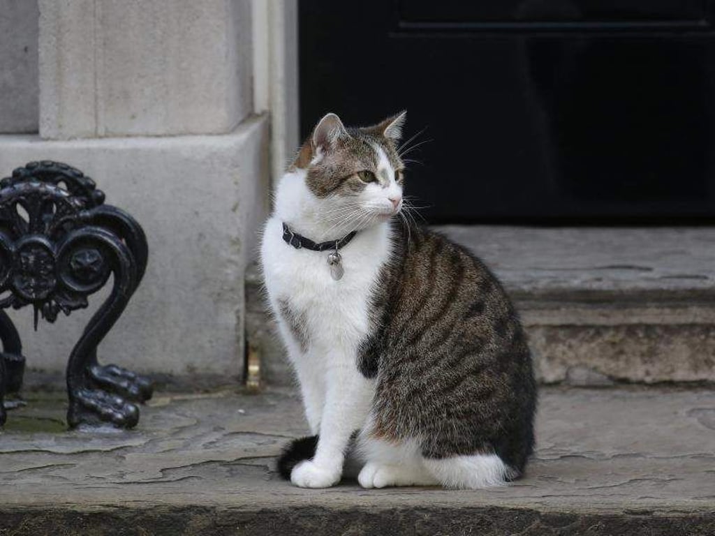 Kater Larry ist der oberste Mäusejäger des Kabinetts. Foto: Michael Kappeler