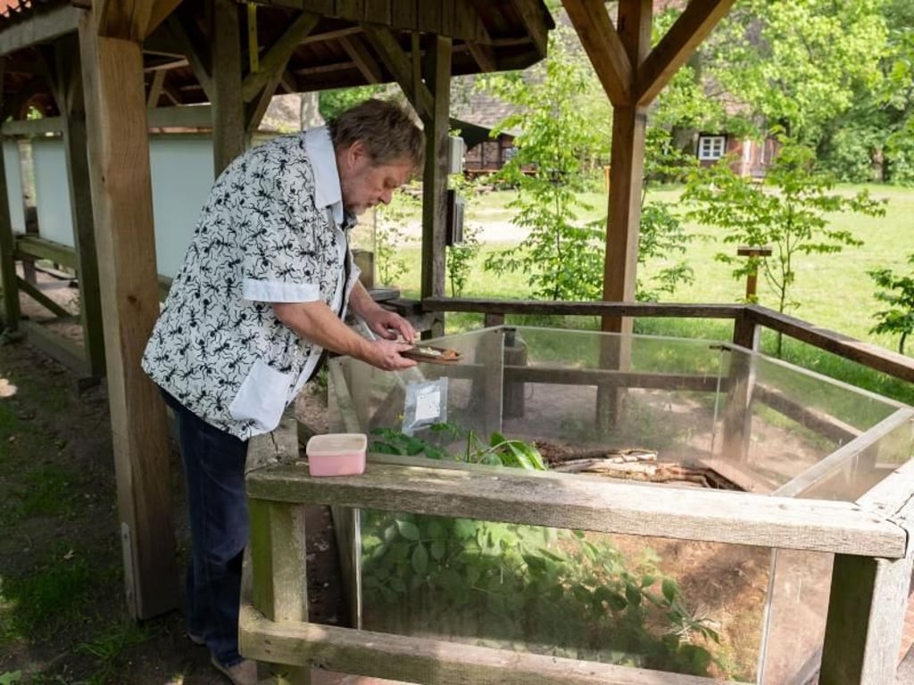 Jörg Beck zeigt einen Ameisenbau im Ameisen-Erlebnis-Zentrum in Ehrhorn. Aufgabe der Betreuer sind der Schutz und notfalls die Umsiedlung der geschützten Insekten. Foto: Peter Steffen
