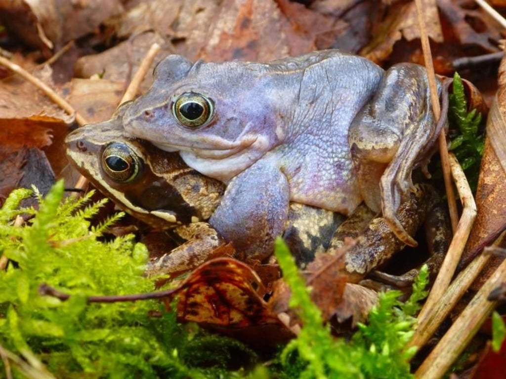 Auch dem Moorfrosch kann man im Zwillbrocker Venn begegnen. Foto: BSZ/Christoph Rückriem