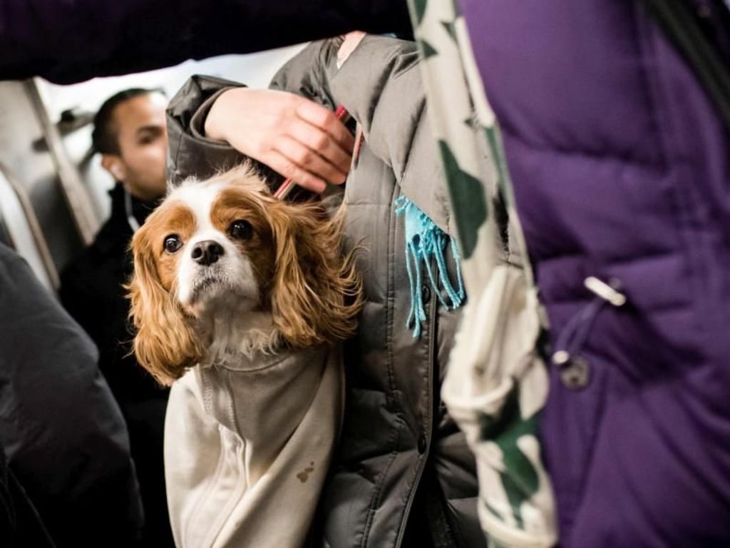 Ein Hund in einem Wagen der U-Bahn in New York. Foto: Gregor Fischer