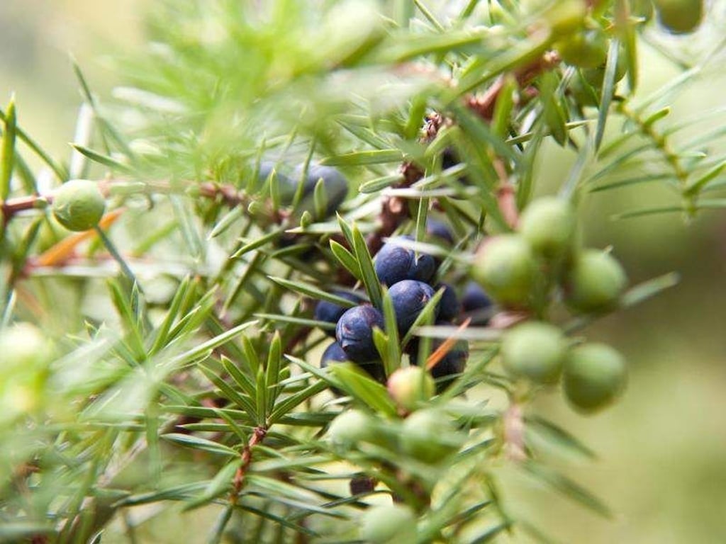 In trockenen Sommern werden Gehölze wie Buchsbaum, Eibe oder Wacholder häufiger von Schildläusen befallen. Experten raten, zunächst nur die besonders stark befallenen Triebe zurückzuschneiden. Foto: Andrea Warnecke/dpa-tmn