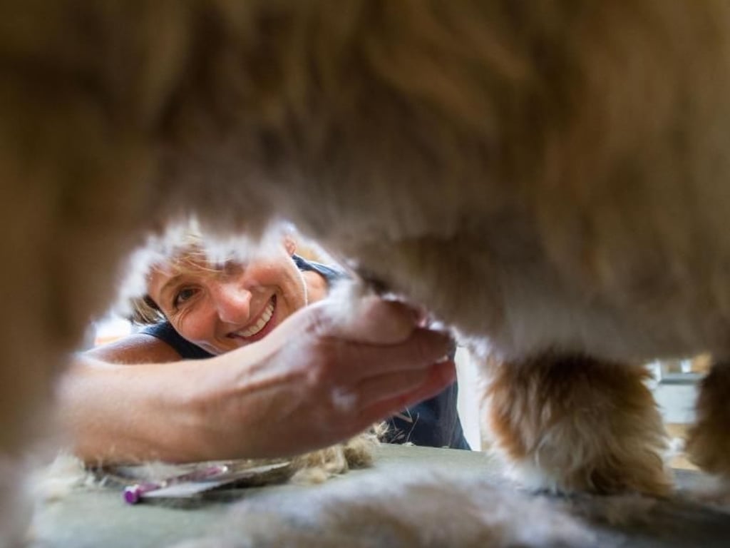 Gibt dem Hundefell den richtigen Schnitt: Kristine Schirmer bei der Arbeit in ihrem Salon. Foto: Frank Rumpenhorst