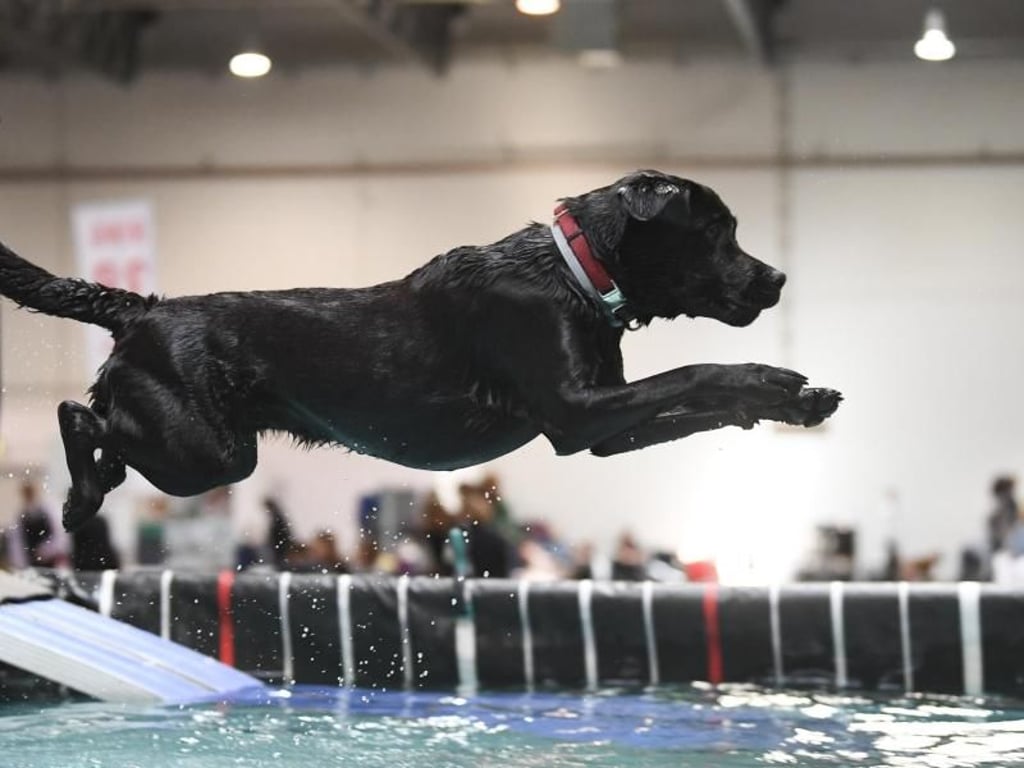 Beim Dog Diving springen die Hunde von einer sechs Meter langen Rampe. Foto: Ina Fassbender