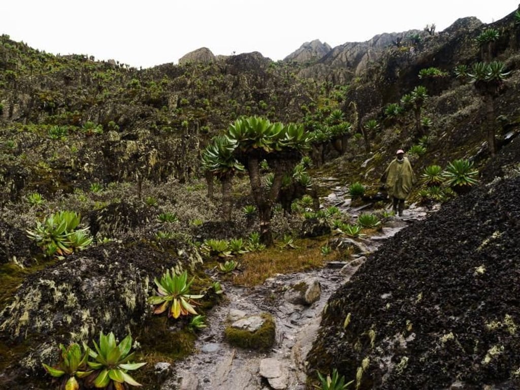 Eine Landschaft wie die Kulisse für Dinosaurier: Riesen-Senezien säumen den Weg beim Abstieg vom Bamwanjara-Pass. Foto: Philipp Laage