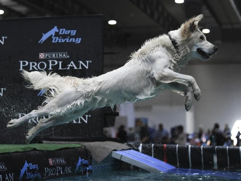 Beim Dog oder Dock Diving springen Hunde von einem Steg oder einer Rampe ins Wasser - möglichst weit oder möglichst hoch. Foto: Ina Fassbender