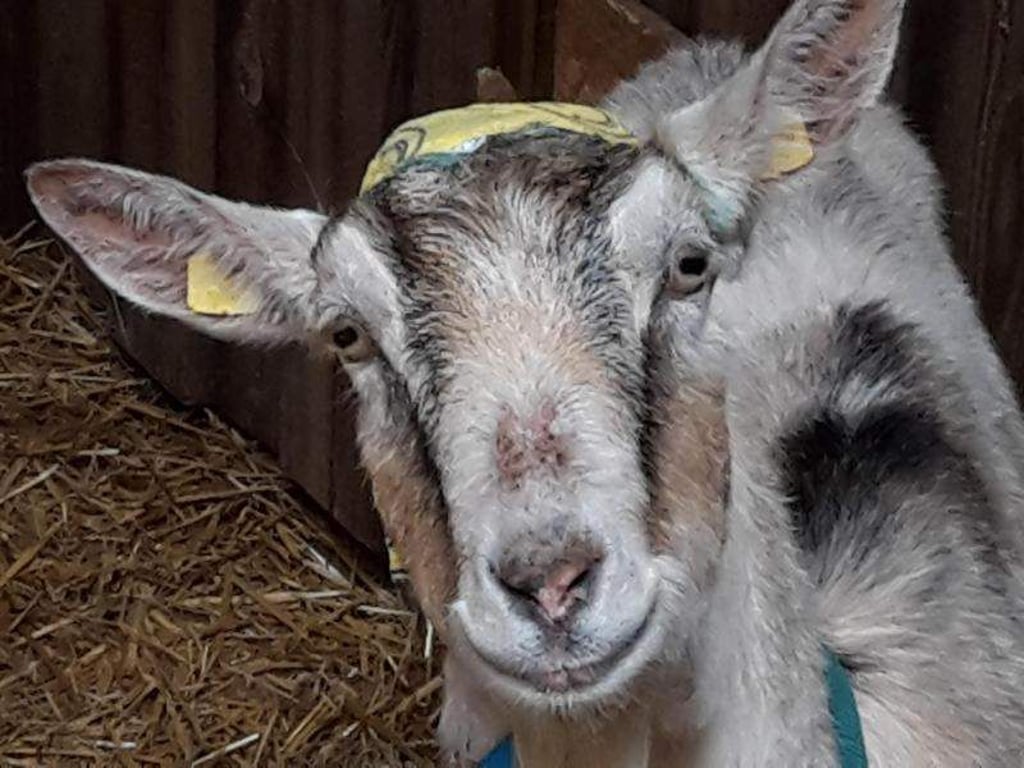 Flöckchen gibt nicht auf. Foto: 24.04.2018, Bayern, Miltenberg: Landratsamt Miltenberg