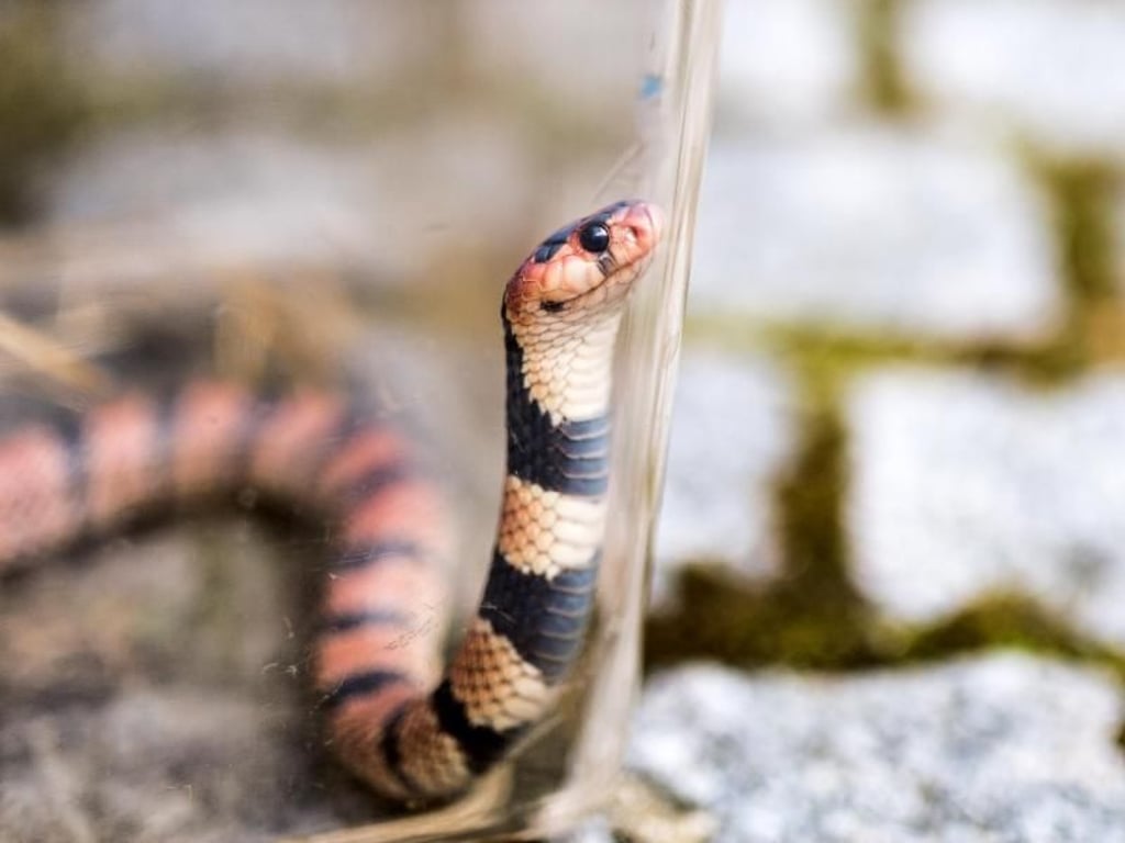 Eine Schildnasenkobra bewegt sich in ihrer Box. Foto: Alexander Heinl