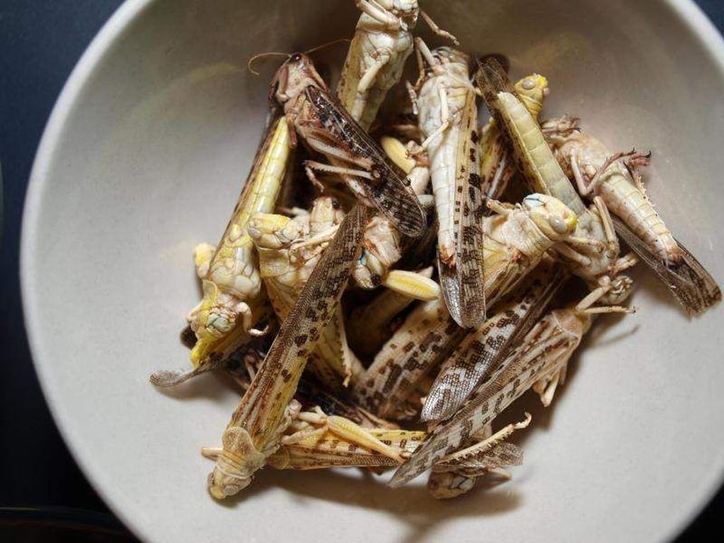 Keine Seltenheit mehr? In Deutschland könnte es schon bald mehr Insekten-Snacks wie diese Heuschrecken geben. Foto: Karin Willen