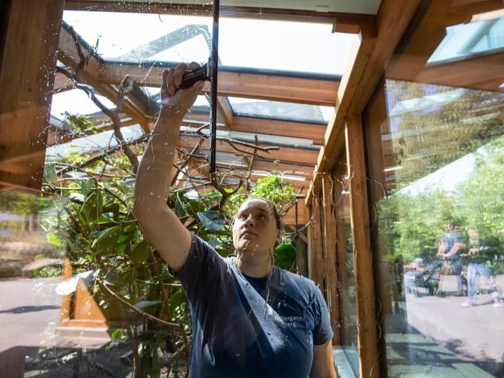 Nadine Lang putzt Fenster im Gehege der Totenkopfäffchen. Foto: Daniel Karmann