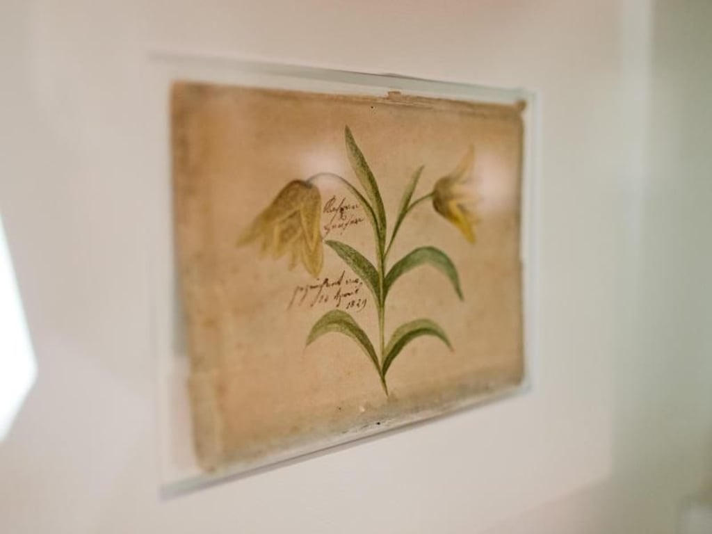 Das Aquarell "Karische Fritillaria" von Kaspar Hauser (1829) im Markgrafen-Museum in Ansbach. Foto: Daniel Karmann