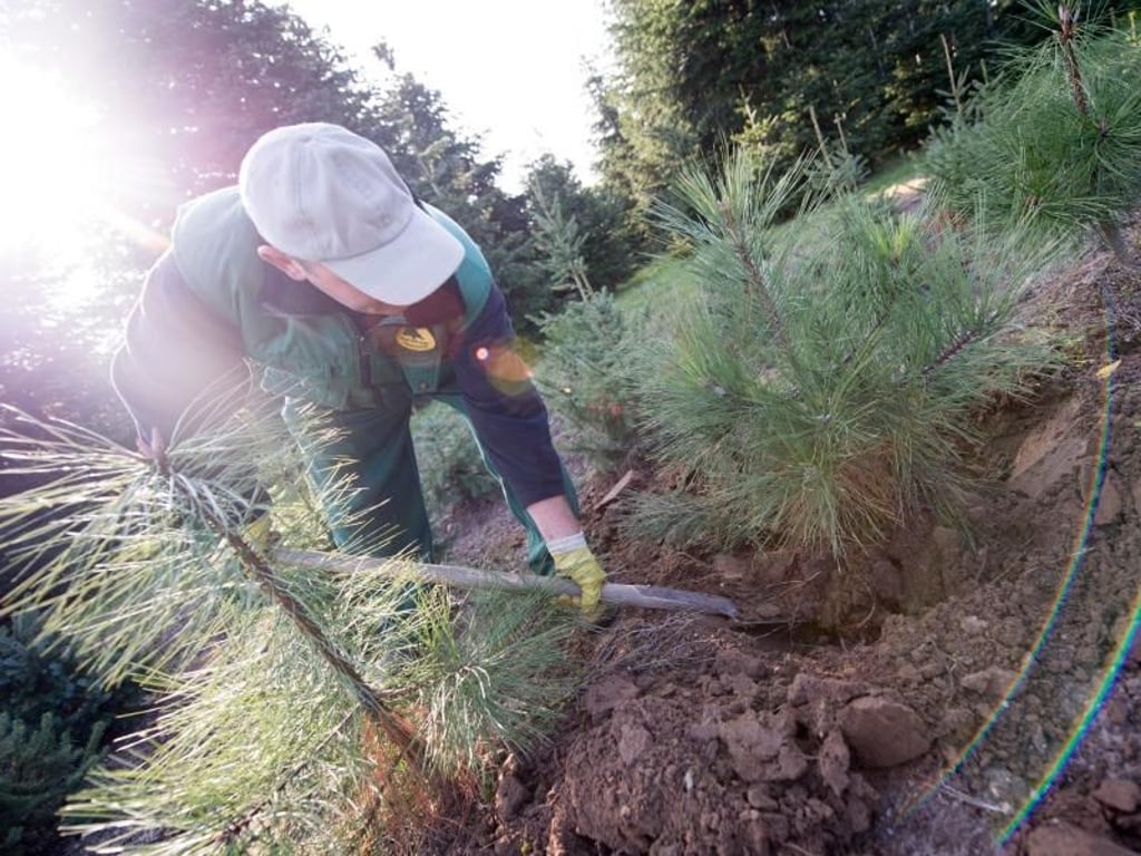 Das Pflanzloch für einen Weihnachtsbaum sollte etwa doppelt so groß sein wie der Wurzelballen und die Erde schön locker und krümelig aufgefüllt werden. Foto: Inga Kjer