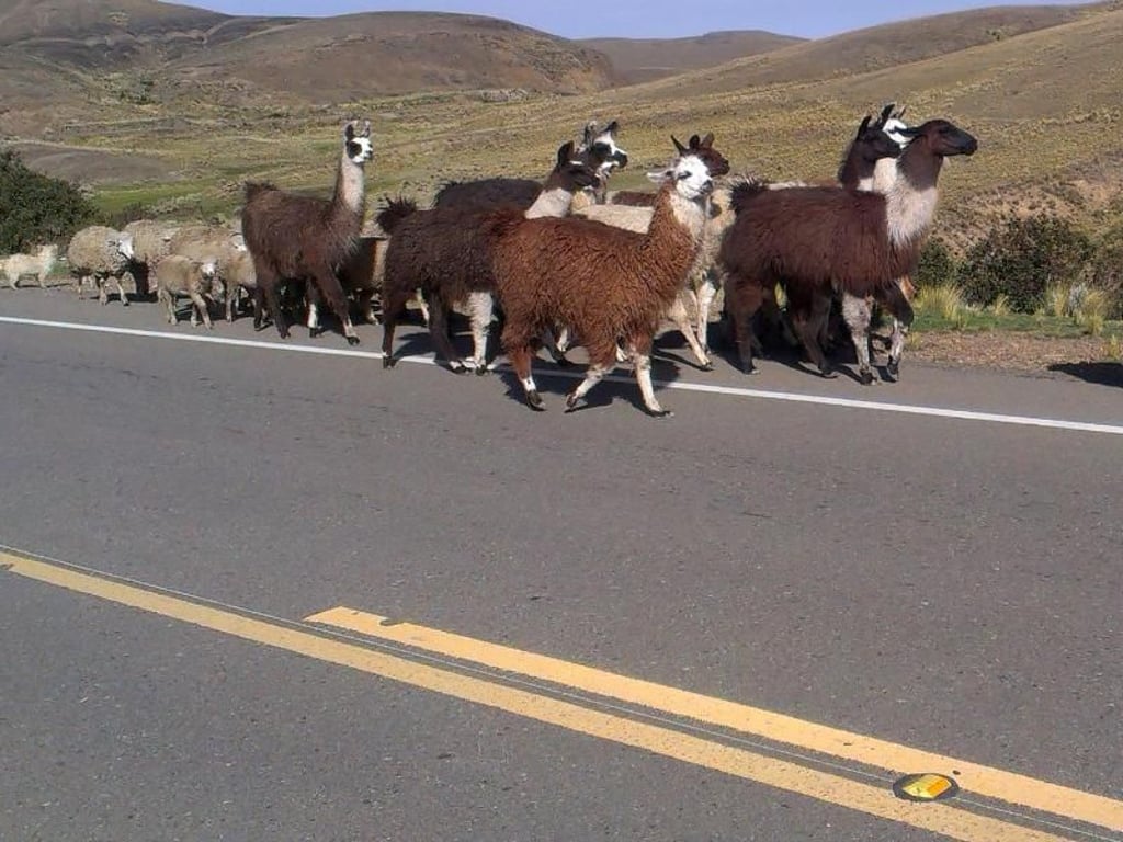 Wegbgleiter auf der Drei-Länder-Tour sind immer wieder Alpakas, wie hier nahe des Titicacasees in Bolivien. Foto: Georg Ismar