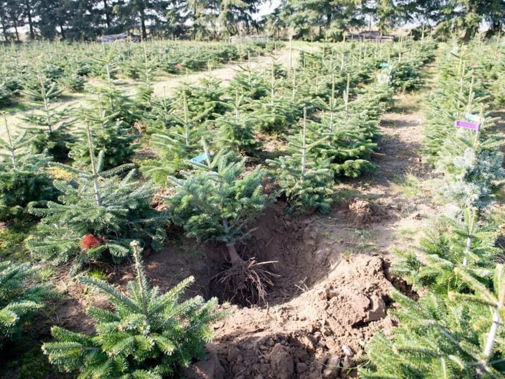Kleine Bäume von der Plantage, wie hier beim Werderaner Tannenhof, wachsen später im Garten besser an. Experten raten maximal 20 bis 25 Zentimeter große Pflanzen zu nutzen. Foto: Inga Kjer