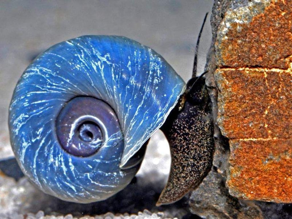Damit die Posthornschnecke kein Loch in ihr Häuschen bekommt sollte sie mit Sepiaschalen gefüttert werden. Foto: FLH/dpa-tmn