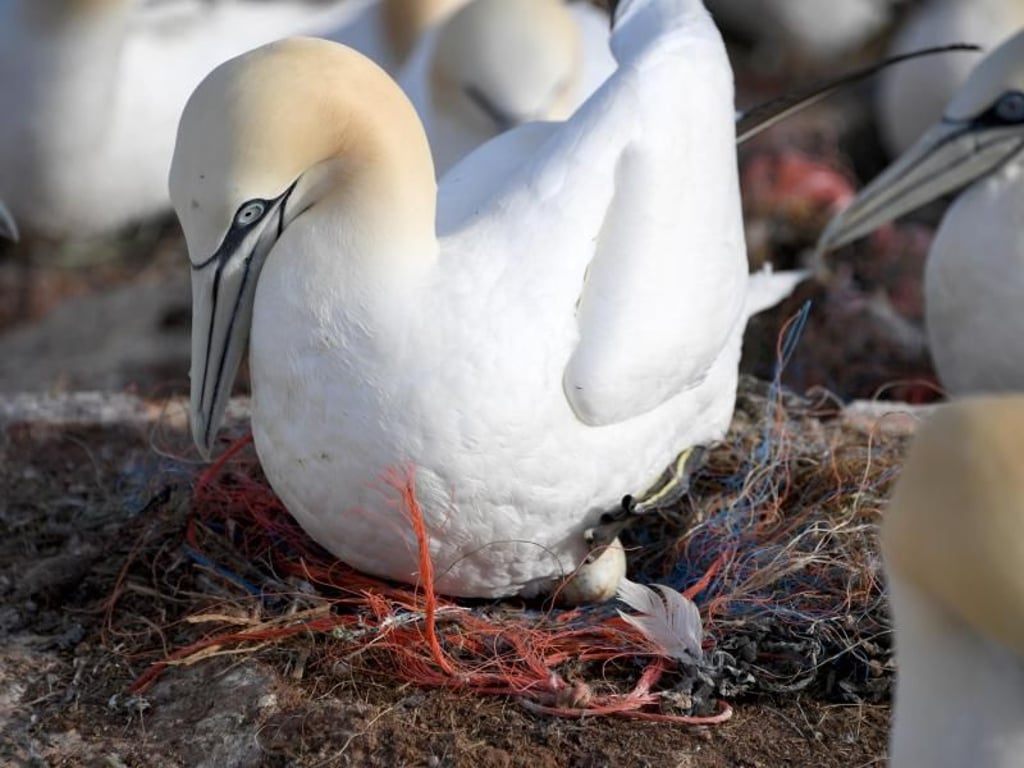 Ein Basstölpel sitzt auf einem Nest mit Plastikresten. Fast in allen Basstölpelnestern auf Helgoland sind Plastikteile verbaut. Foto: Carsten Rehder
