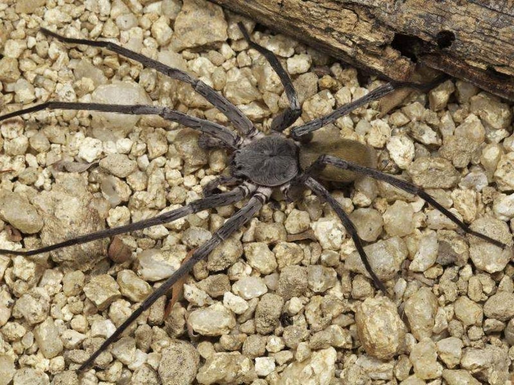Die Wanderspinne der Art Califorctenus cacachilensis. Foto: San Diego Natural History Museum