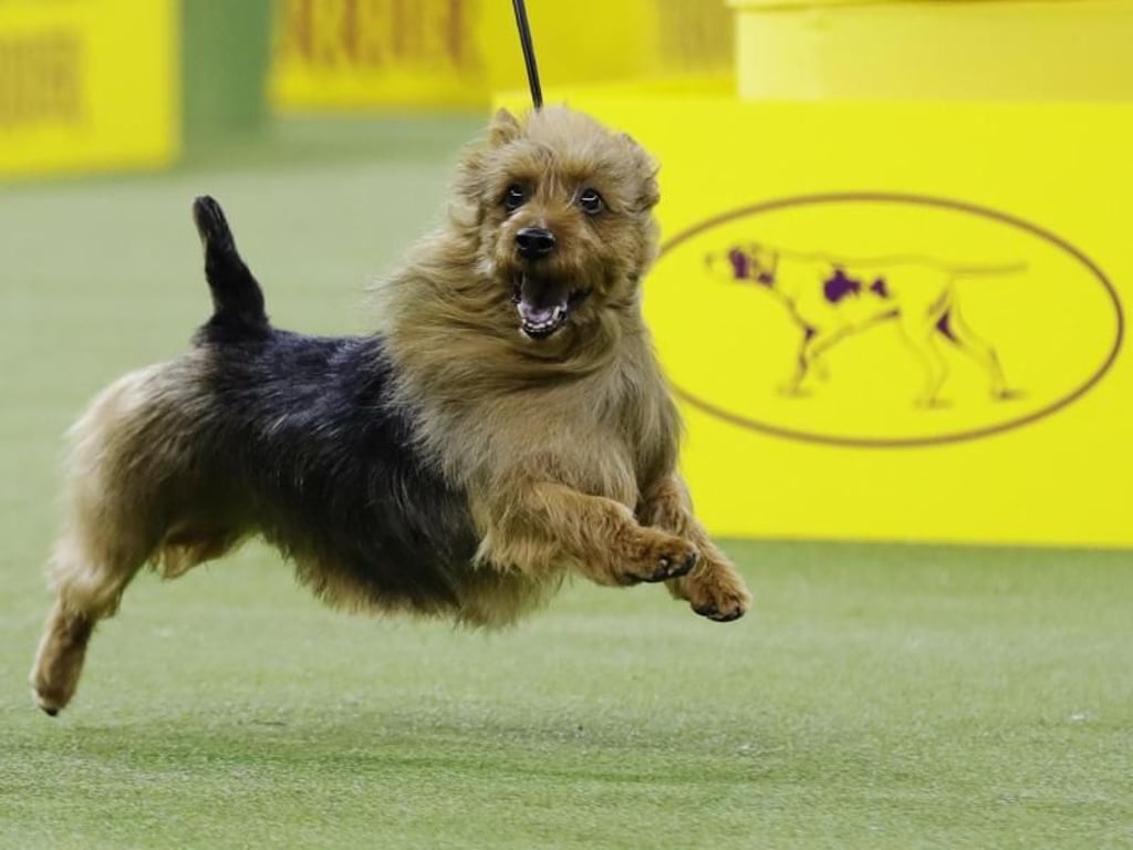 Junger Hüpfer: Der australische Terrier «Bacon» auf der 143. Westminster-Hundeshow. Foto: Frank Franklin Ii