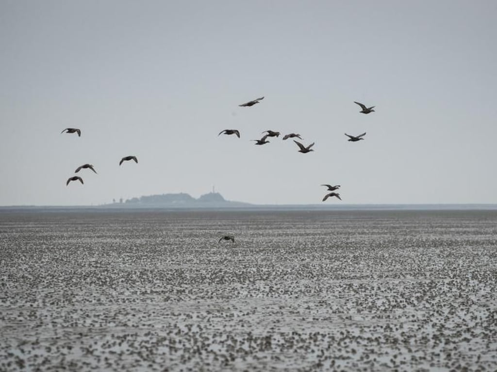 Eine Gruppe Eiderenten fliegt über das Watt vor der Hallig Oland. Foto: Christian Charisius