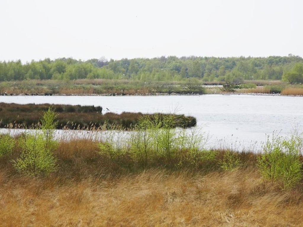 Das Zwillbrocker Venn liegt an der Grenze zu den Niederlanden. Reisende finden in der stillen Landschaft, in der sich Bäume und weite Heideflächen abwechseln, Ruhe und Erholung. Foto: Münsterland e.V./dpa-tmn