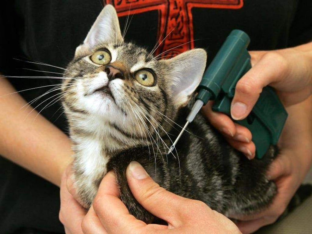 Ein junger Kater wird in einer Tierarztpraxis mit einem Mikrochip gekennzeichnet. Der Chip wird dabei mit Hilfe einer scharfen Kanüle unter der Haut platziert. Foto: Ingo Wagner/Archiv