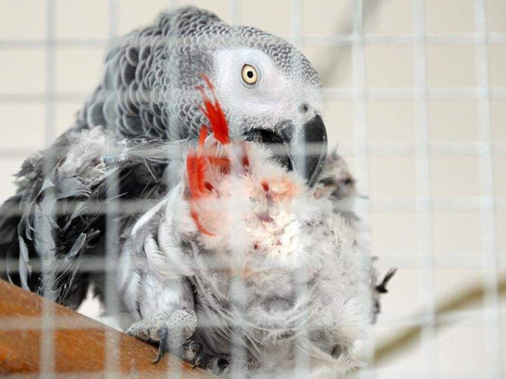 Zum Themendienst-Bericht vom 14. Januar 2019: Ein Graupapagei (Psittacus erithacus) rupft sich sein Gefieder - das könnte ein Zeichen für Langeweile sein. Foto: Andrea Warnecke