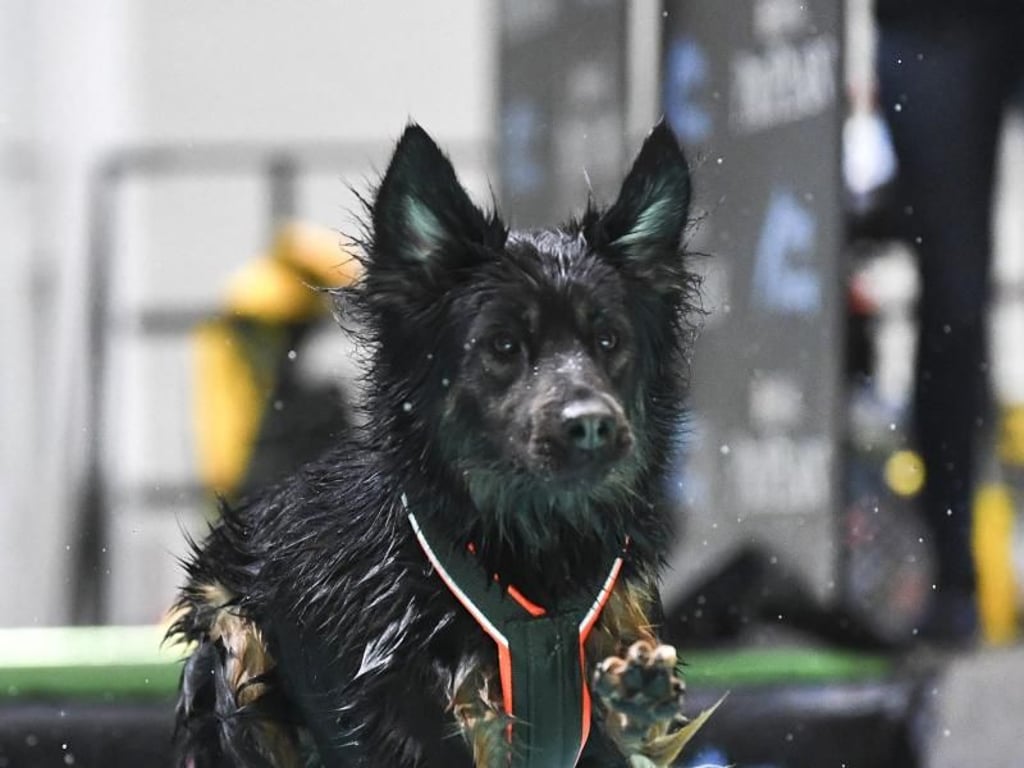 Hat der Hund Gefallen an den Sprüngen ins Wasser gefunden, kann man nach und nach die Distanz der Würfe steigern. Talentierte Hunde verfeinern dann von selbst ihre Technik. Foto: Ina Fassbender