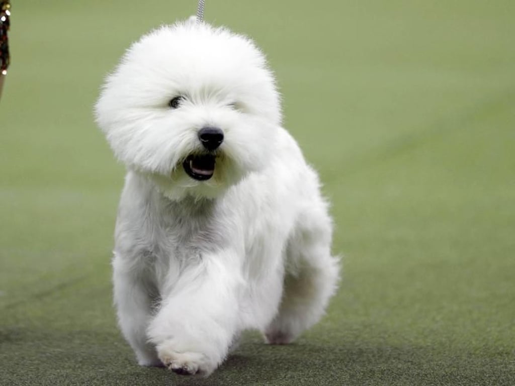 Der West Highland White Terrier «Bruno» in New York. Foto: Frank Franklin Ii