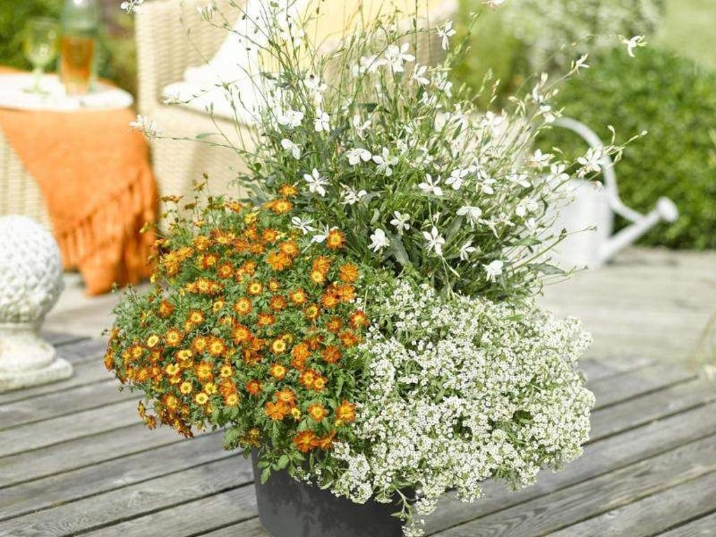 Das Trio aus Goldmarie mit gelbgoldenen Blüten, der hohen Prachtkerze und Duftsteinreich wird im Handel unter dem Namen «Willis Bienenparty» vermarktet. Die Sorte 'BeeDance Painted Red' der Goldmarie ist die «Bayerische Pflanze des Jahres 2016». Foto: GMH/Florensis