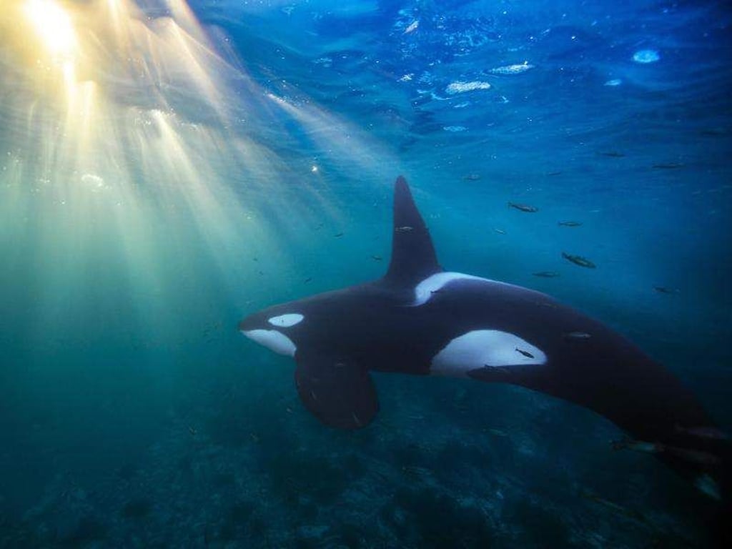 Ein Orca schwimmt die Küste Nordnorwegens entlang. Die Tiere sind durch ein langlebiges Umweltgift bedroht. Foto: Audun Rikardsen/eurekalert