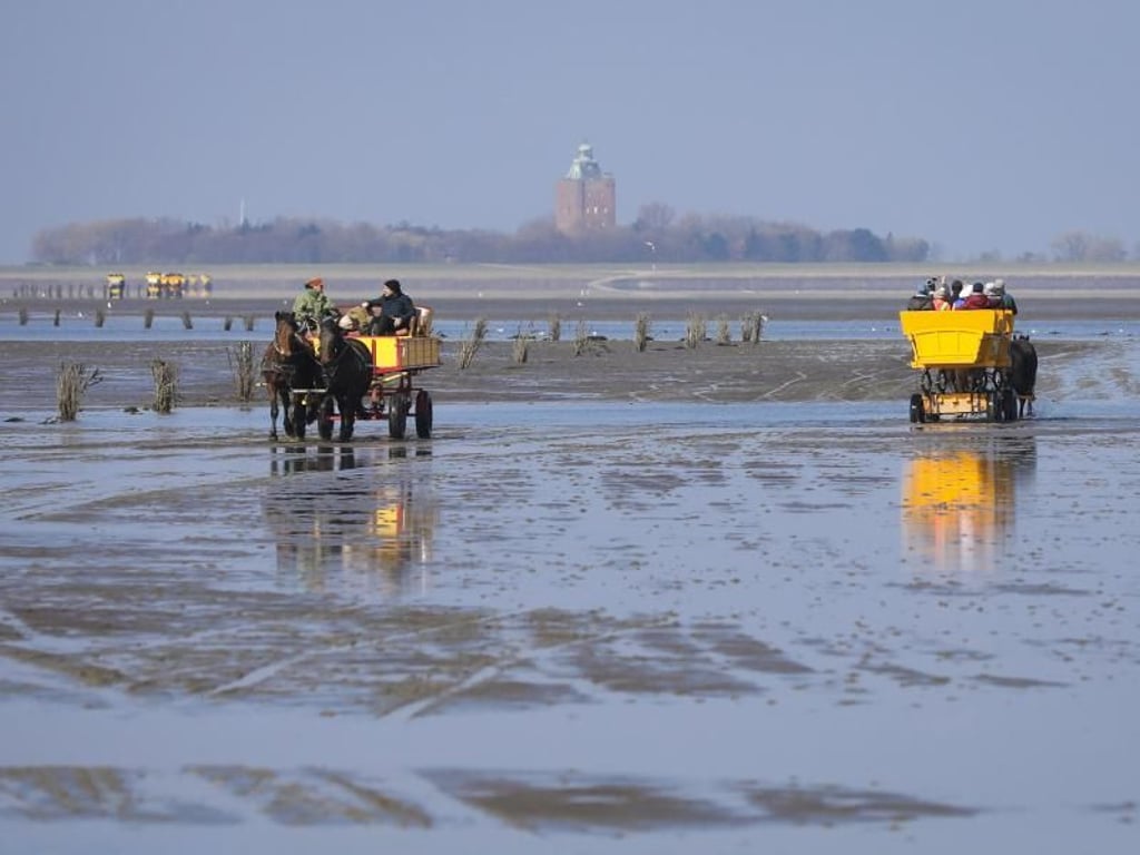 Wattkutschen mit Touristen sind bei strahlendem Sonnenschein im Watt zwischen Cuxhaven (Niedersachsen) und der Insel Neuwerk (Hamburg) unterwegs. Foto: Christian Charisius